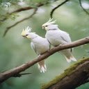Cockatiel parrots wallpaper screen for extension Chrome web store in OffiDocs Chromium